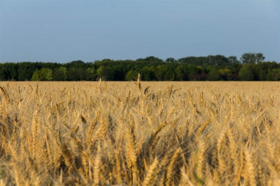 A cornfield