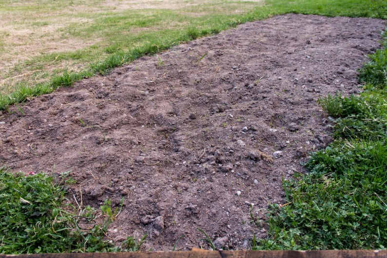 Main vegetable patch